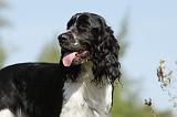 SPRINGER SPANIEL 016